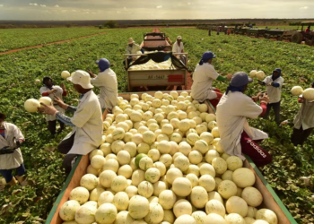 Agronegócio emprega 26,2% dos trabalhadores do país