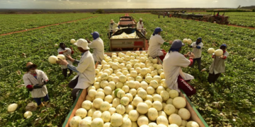 Agronegócio emprega 26,2% dos trabalhadores do país