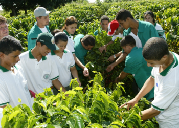 Cooperativas-escola transformam educação agrícola com ensino prático e inovador