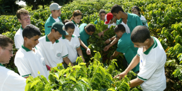 Cooperativas-escola transformam educação agrícola com ensino prático e inovador