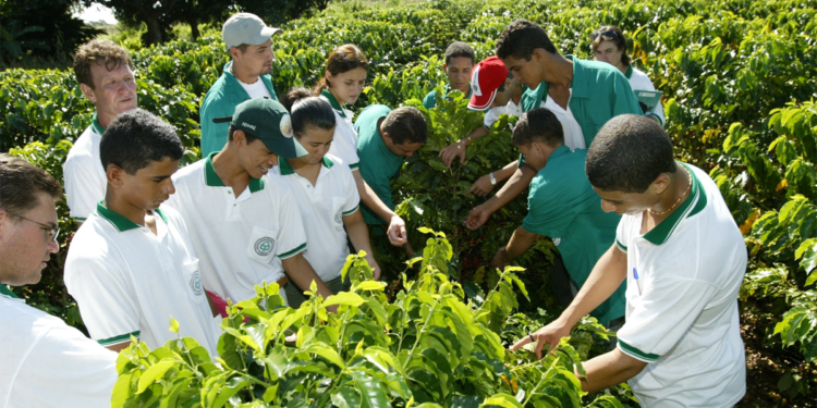 Cooperativas-escola transformam educação agrícola com ensino prático e inovador