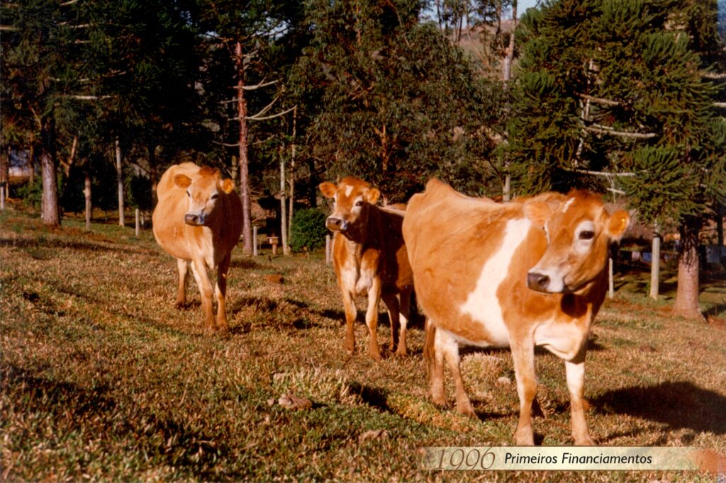 Cresol as primeiras vacas financiadas 1996