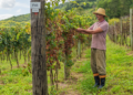 Cooperativismo integra conhecimento à jornada dedesenvolvimento do produtor rural 