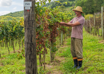 Cooperativismo integra conhecimento à jornada dedesenvolvimento do produtor rural 