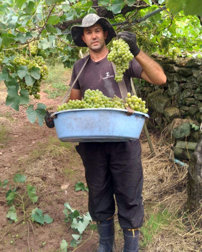 Cooperativa vinícola fortalece sucessão no campo com valorização de jovens produtores 2 Giovani Giovanaz