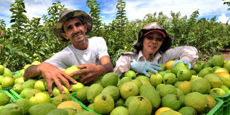 Cooperativismo viabiliza primeira agroindústria de Morrinhos do Sul (RS)