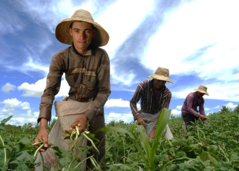 Política para manter jovens agricultores no campo agora é lei