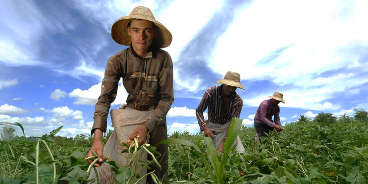 Política para manter jovens agricultores no campo agora é lei