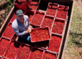 Governo Federal anuncia subsídio de R$ 78,2 bi para Agricultura Familiar em novo Plano Safra