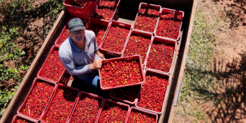 Governo Federal anuncia subsídio de R$ 78,2 bi para Agricultura Familiar em novo Plano Safra