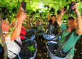 Produtores da cooperativa vinícola recebem reconhecimento internacional por boas práticas agrícolas