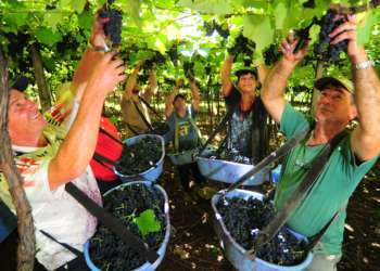 Produtores da cooperativa vinícola recebem reconhecimento internacional por boas práticas agrícolas