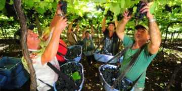 Produtores da cooperativa vinícola recebem reconhecimento internacional por boas práticas agrícolas