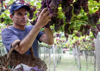 Cooperativas vinícolas do RS e Instituto Agronômico de SP discutem sobre tecnologia na aplicação de agroquímicos na viticultura