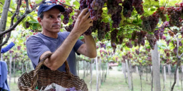 Cooperativas vinícolas do RS e Instituto Agronômico de SP discutem sobre tecnologia na aplicação de agroquímicos na viticultura