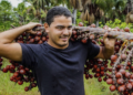 Cooperativas expandem carteira verde e impulsionam bioeconomia na Amazônia