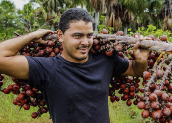 Cooperativas expandem carteira verde e impulsionam bioeconomia na Amazônia