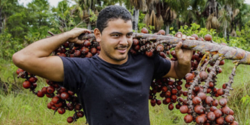 Cooperativas expandem carteira verde e impulsionam bioeconomia na Amazônia