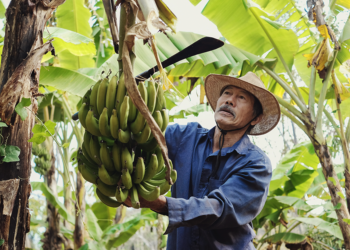 ApexBrasil estabelece parceria para impulsionar exportações de cooperativas e da agricultura familiar