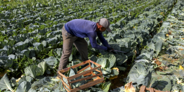 BNDES anuncia R$ 60 milhões para cooperativas de agricultura familiar produzirem bioinsumos