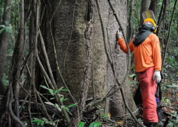 Cooperativas de crédito expandem carteira verde na Amazônia