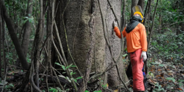 Cooperativas de crédito expandem carteira verde na Amazônia