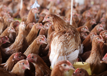 Cooperativa francesa anuncia investimentos para fortalecer avicultura do país