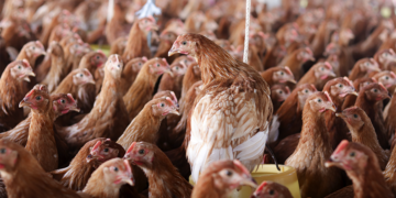 Cooperativa francesa anuncia investimentos para fortalecer avicultura do país