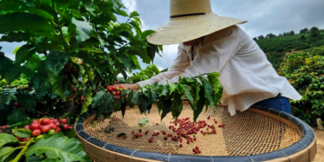 Cooperativa busca solução para preservar exportações de café aos EUA