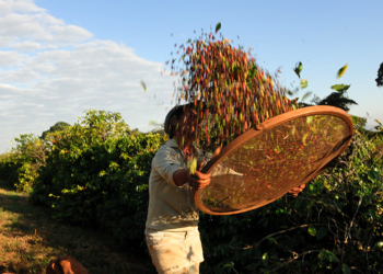 Brasil lidera novo cenário da exportação de café com força das cooperativas