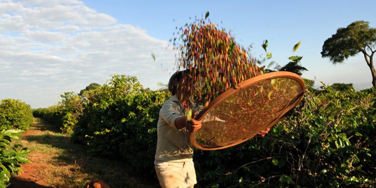 Brasil lidera novo cenário da exportação de café com força das cooperativas
