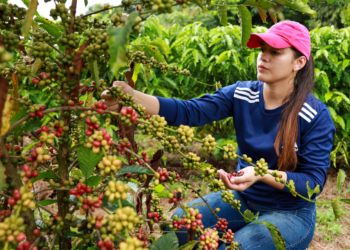 Novo rearranjo da exportação de café é liderado pelo Brasil e isso está na mão das cooperativas