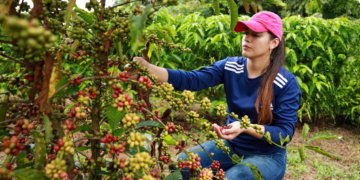 Novo rearranjo da exportação de café é liderado pelo Brasil e isso está na mão das cooperativas
