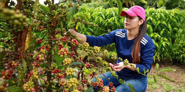 Novo rearranjo da exportação de café é liderado pelo Brasil e isso está na mão das cooperativas