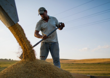 Exportações do agronegócio atingem US$ 14,29 bi em agosto com alta de 1,5%