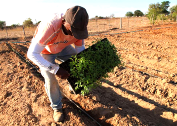 Cooperativas agropecuárias avançam no Espírito Santo e movimentam R$ 6,3 bilhões