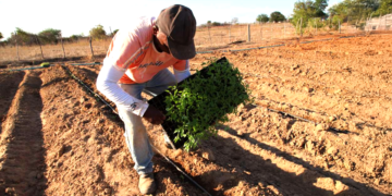 Cooperativas agropecuárias avançam no Espírito Santo e movimentam R$ 6,3 bilhões
