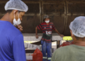 Cooperativa paraense une produção de açaí e conservação da floresta com certificação orgânica