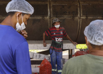 Cooperativa paraense une produção de açaí e conservação da floresta com certificação orgânica
