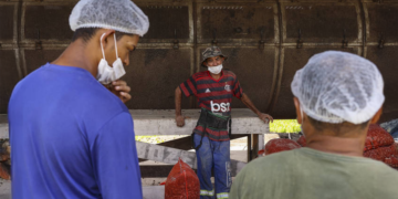 Cooperativa paraense une produção de açaí e conservação da floresta com certificação orgânica