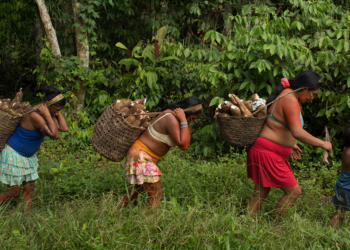 Cooperativa financeira e instituição internacional destinam US$ 250 mi a mulheres empreendedoras na Amazônia