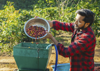 Governo de SP amplia aquisições de café das cooperativas exportadoras