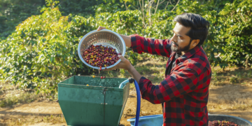 Governo de SP amplia aquisições de café das cooperativas exportadoras