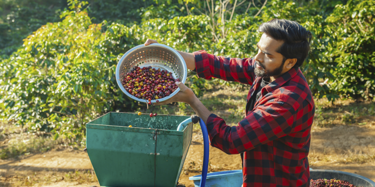 Governo de SP amplia aquisições de café das cooperativas exportadoras