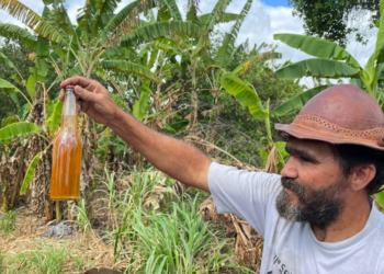 Cooperativa obtém a 1ª cajuína da agricultura familiar certificada pelo Mapa