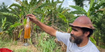 Cooperativa obtém a 1ª cajuína da agricultura familiar certificada pelo Mapa