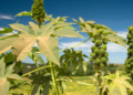 Cooperativa investe no fortalecimento do plantio de mamona como alternativa para o biodiesel em AL
