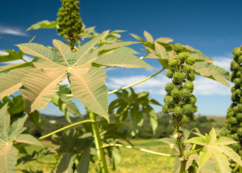 Cooperativa investe no fortalecimento do plantio de mamona como alternativa para o biodiesel em AL