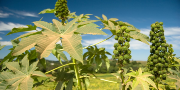 Cooperativa investe no fortalecimento do plantio de mamona como alternativa para o biodiesel em AL