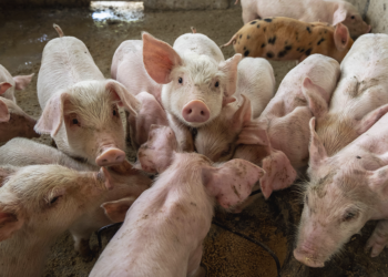 Cooperativa mineira de carne suína alcança três continentes com novo comprador africano